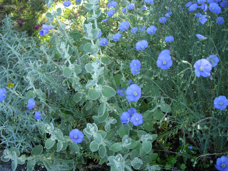 Linum perenne photo